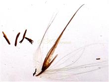 Parts of floret